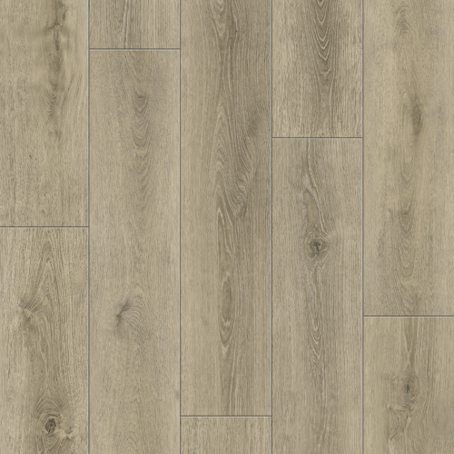 Canyon Oak