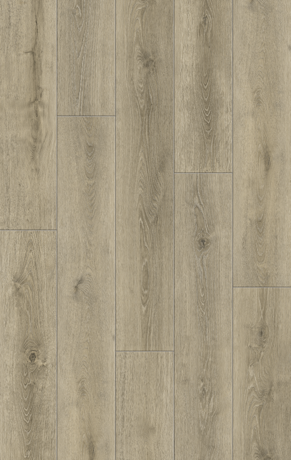 Canyon Oak
