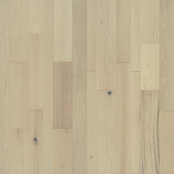 Appaloosa Red Oak